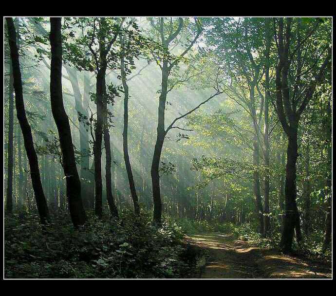 Tajemný les v Karpatech