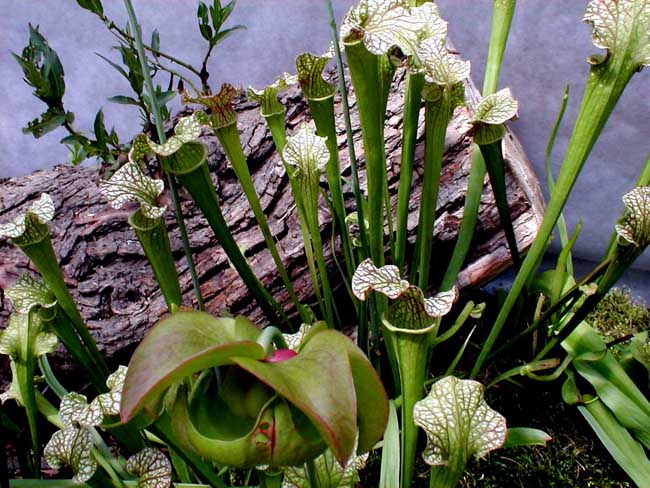 masožravky