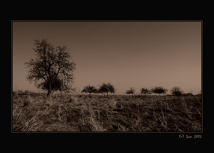 Dead orchard