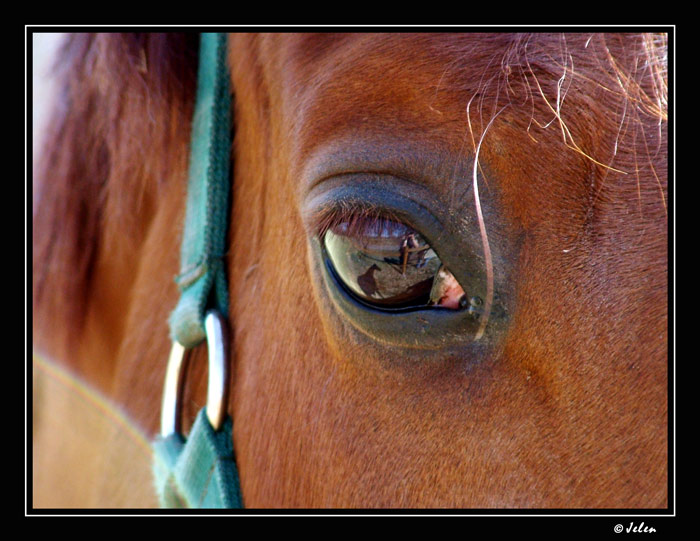 V očích koně ...