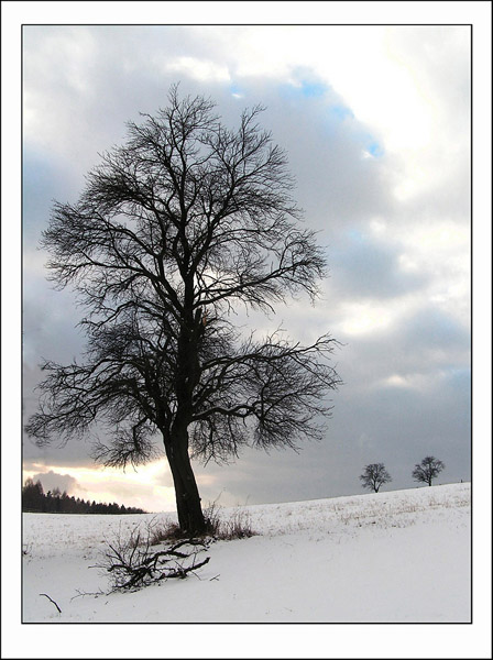 Švestka