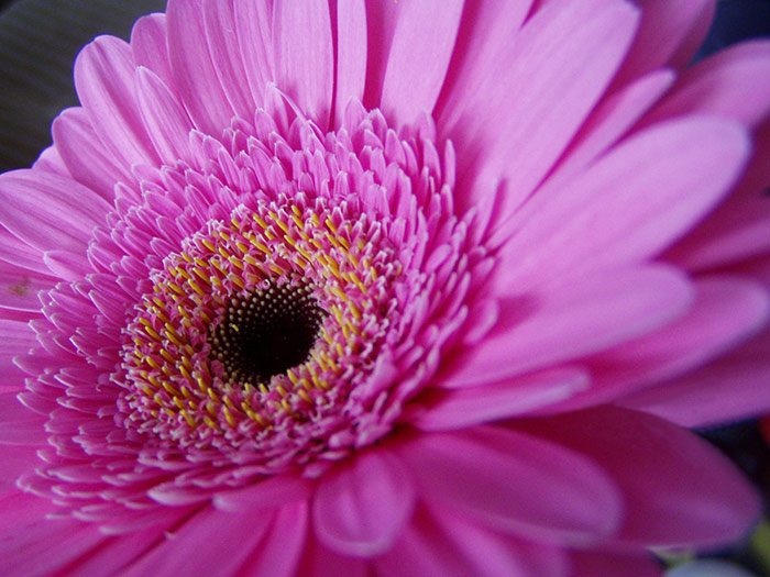 Gerbera