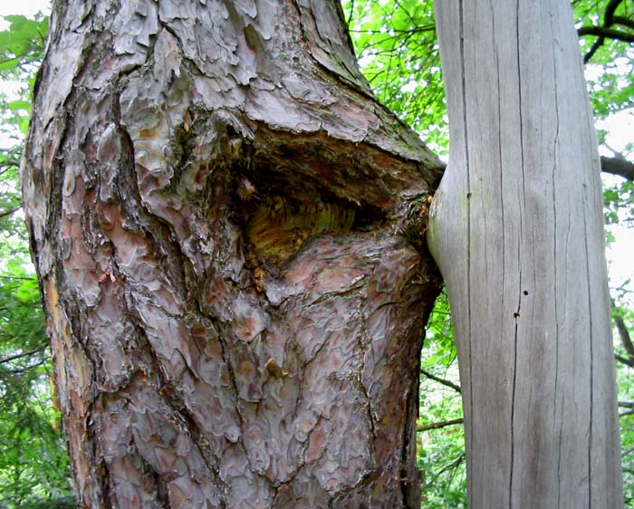 I stromy se líbají