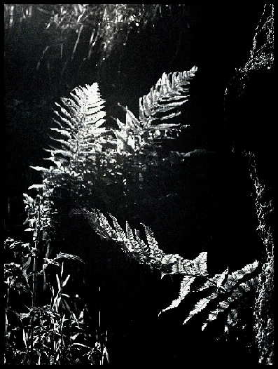 jaro ve starém lomu