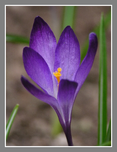 jarná