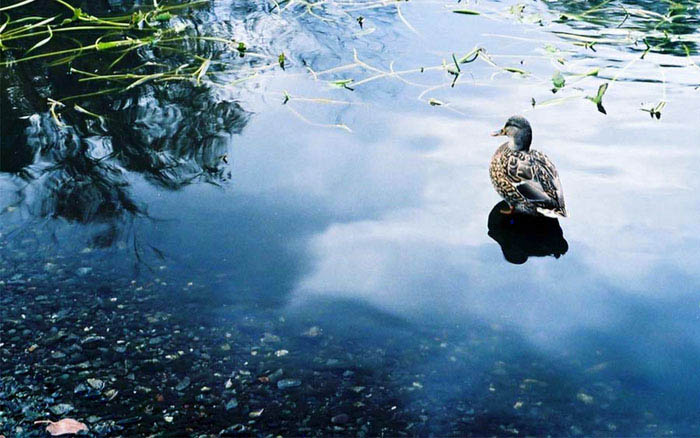 duck
