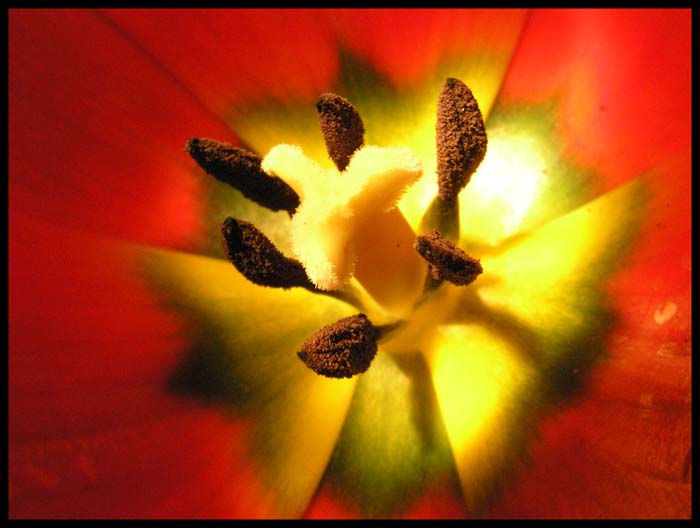 tulipán