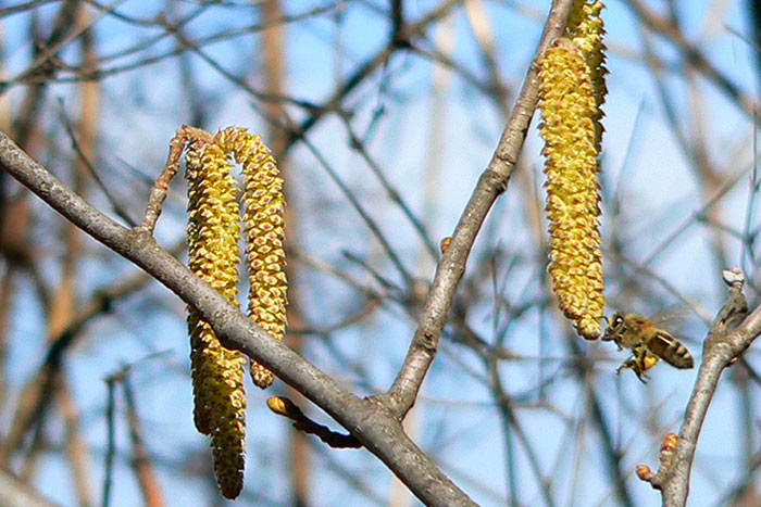 >Dobre rano vcielky!<