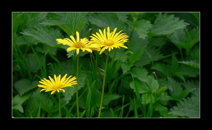 kytka (nejsem botanik)