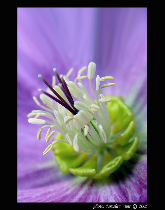 <b>- J  A  -  R O  -</b>