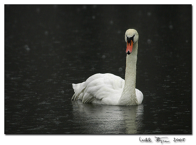 Labuť velká (Cygnus olor)