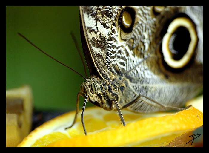 ... papilio ...