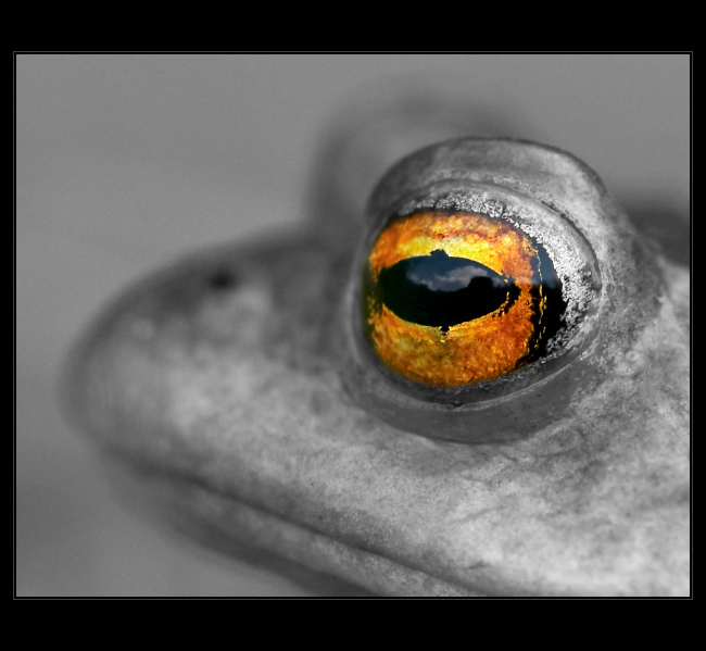 World in my eye