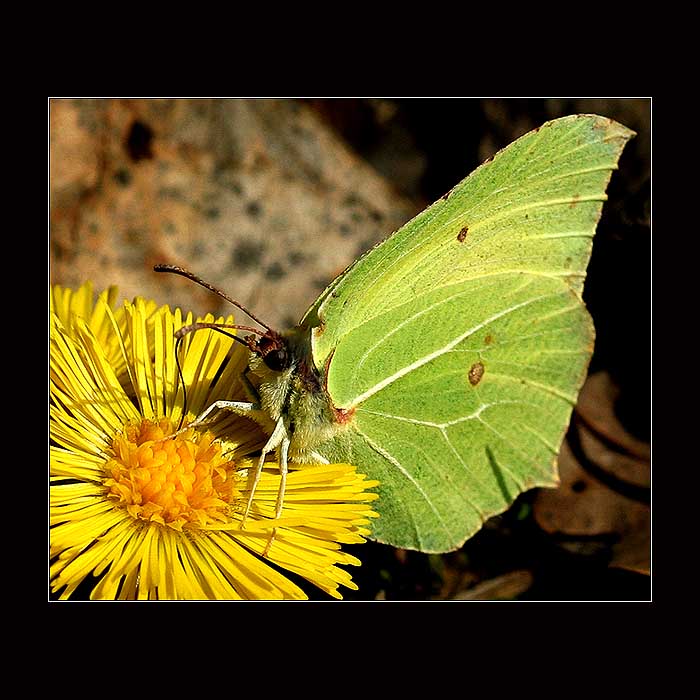 <b>Žluťásek řešetlákový</b> - <i>(Gonepteryx rhamni)</i>