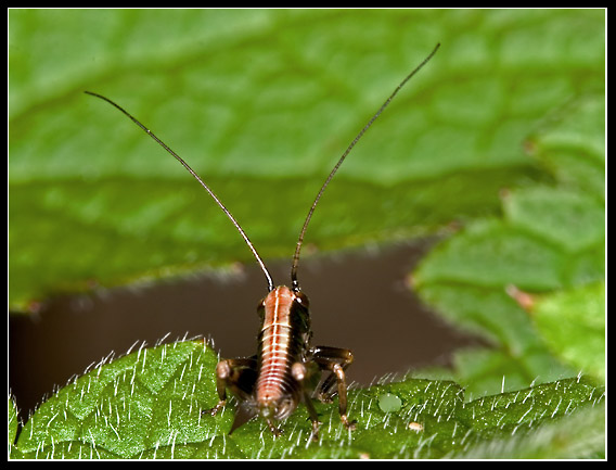 ...skočit či neskočit...