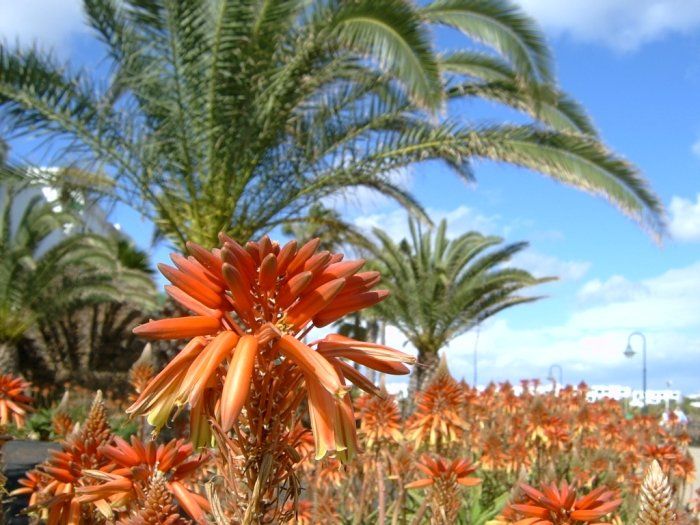 Kvet aloe vera - Lanzarote 2005