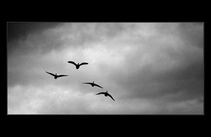 <b>Royal Air Force</b>