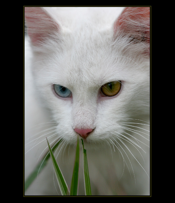 <b>Hříčka přírody</b>