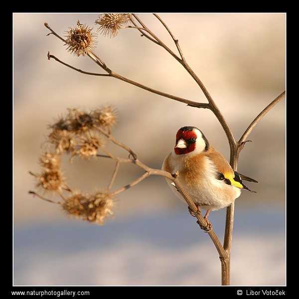 Čekání na jaro  :-)