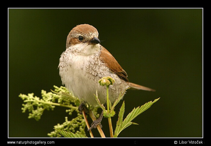 Mamka ťuhýková  :-)