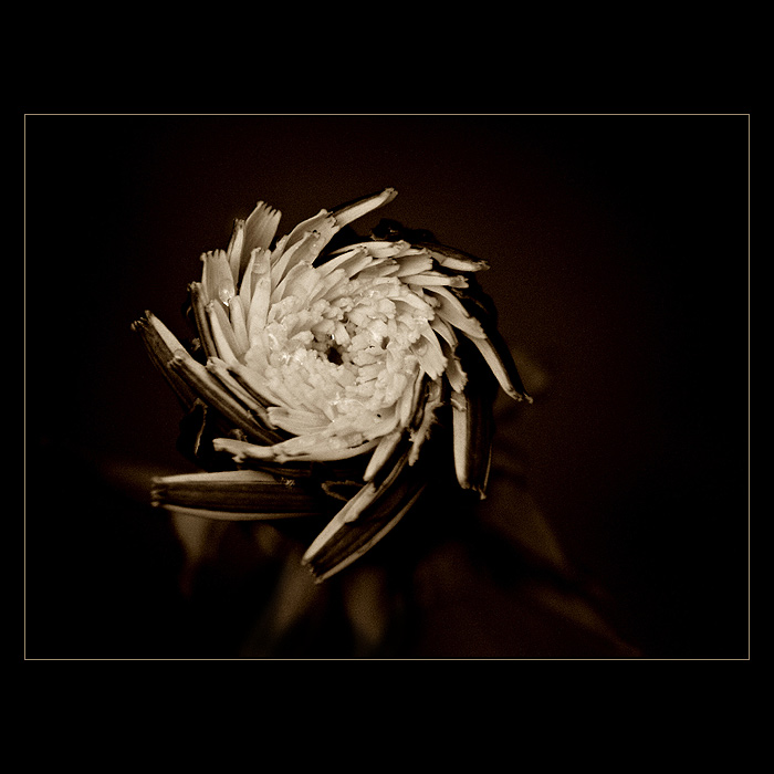 <u>***VRTULKA***</U><B>