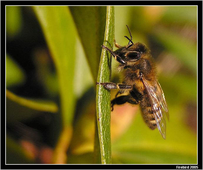 *** Druha jarní včelka ***