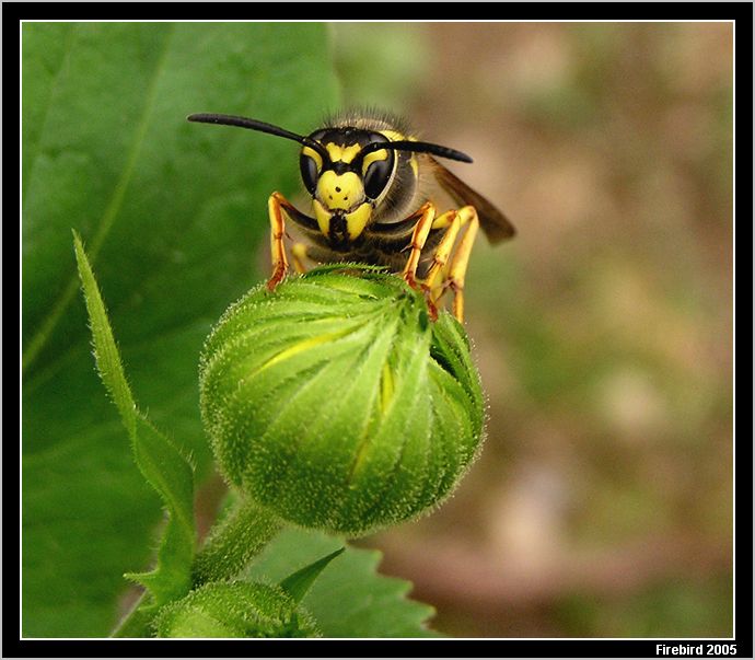 *** vosa Mařenka #2 ***