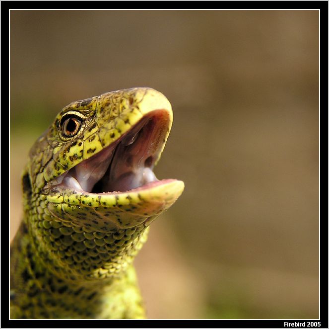 *** vždy s úsměvem! ***