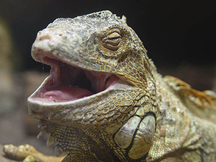 ZOO Plzen