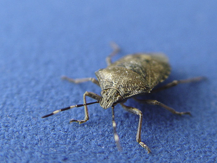 Chitin & Nylon