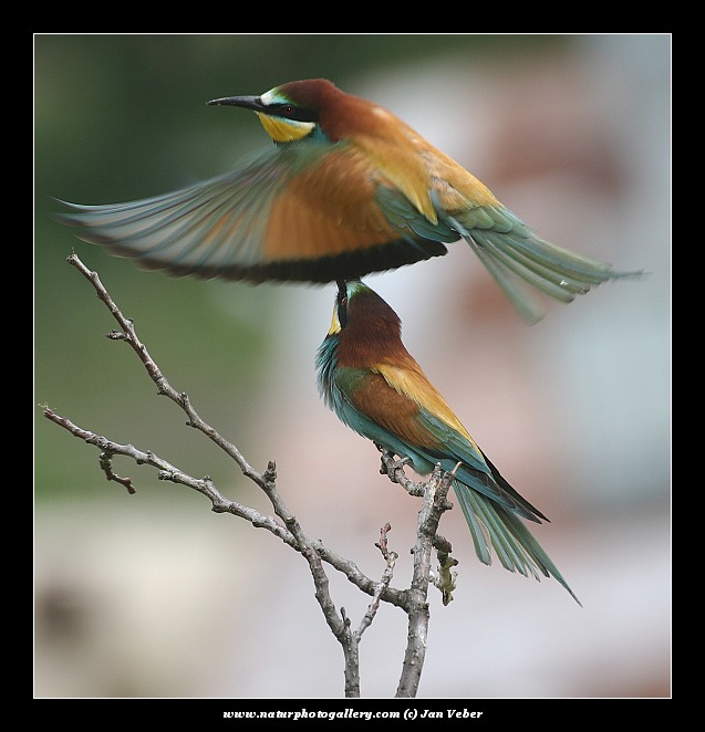 KOUKÁNÍ POD SUKNI-na rozloučenou...