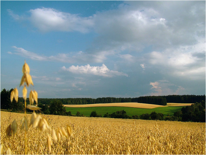 ovesní
