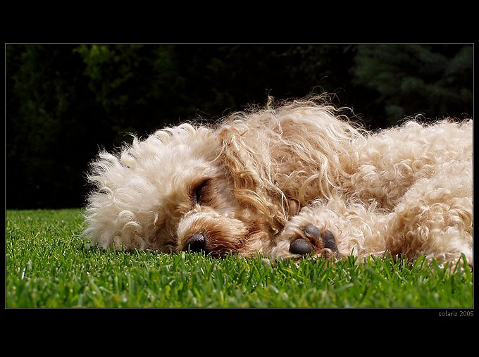<B>.: siesta :.</B>