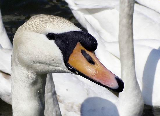 SWAN