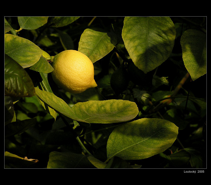 <B>.:Flora 2005--Citrón:.</B>