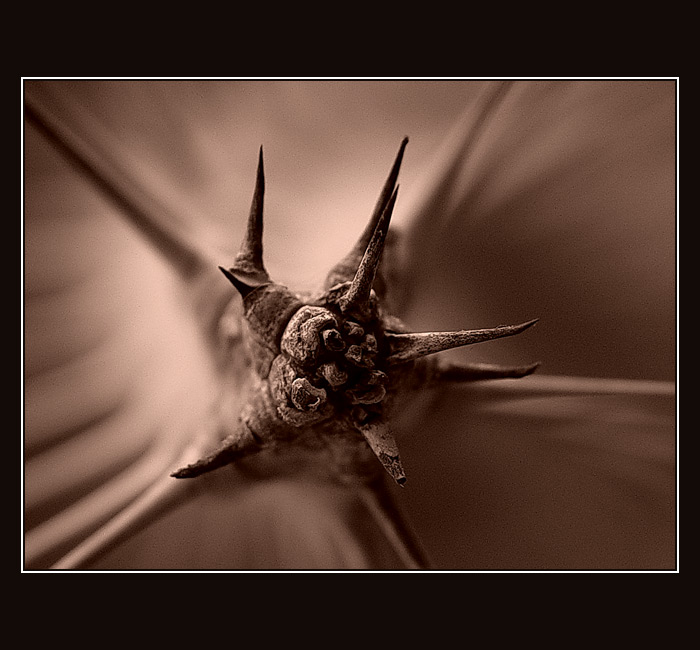 <B>Trnovka trochu jinak