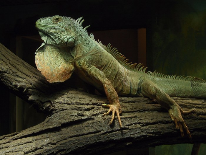 Ještěrka ze ZOO