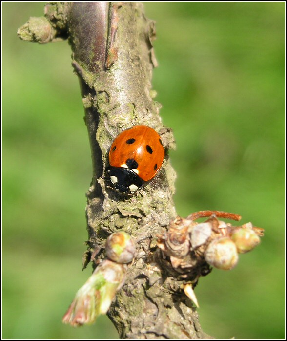 Uspokojená slečna (paní) Beruška