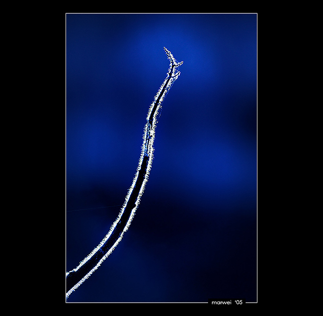 Blue Velvet