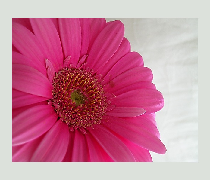 Gerbera II