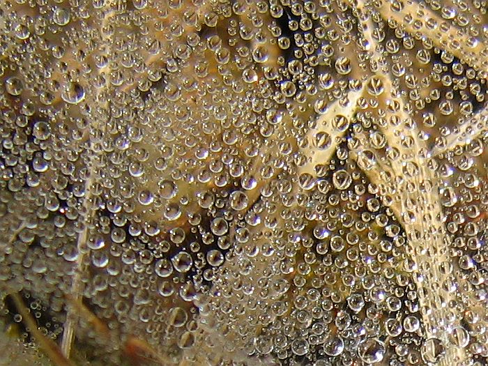 Perličkové nadělení