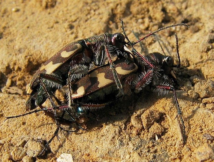 Změť chlupatých končetin