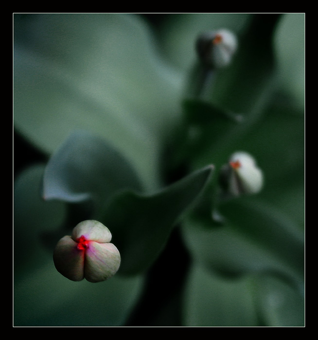 <B>The VIRGIN FLOWER<hR>
