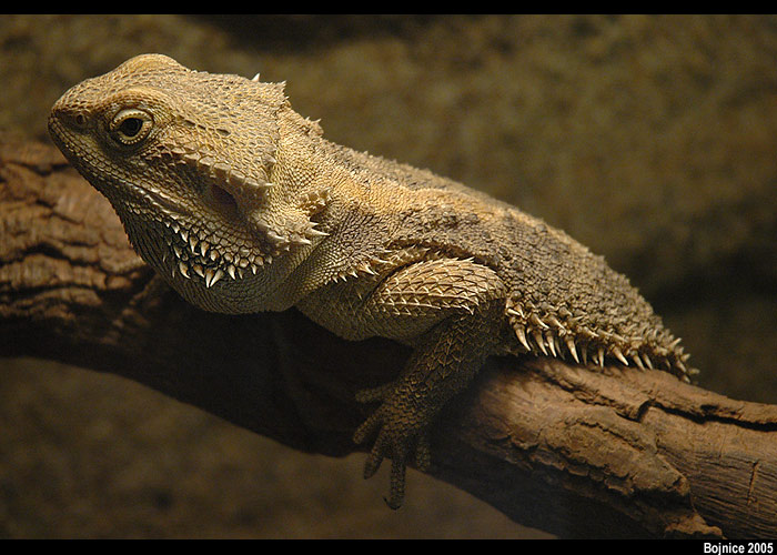 Bojnicosaurus