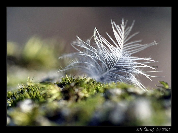 Ztracené peříčko