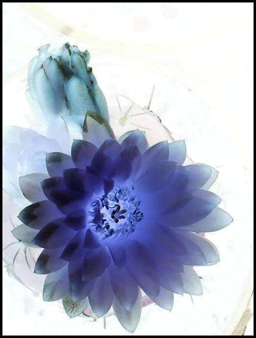 Toxic beauty