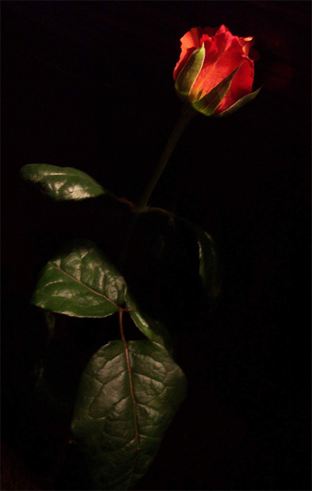 The hidden beauty in the darkness