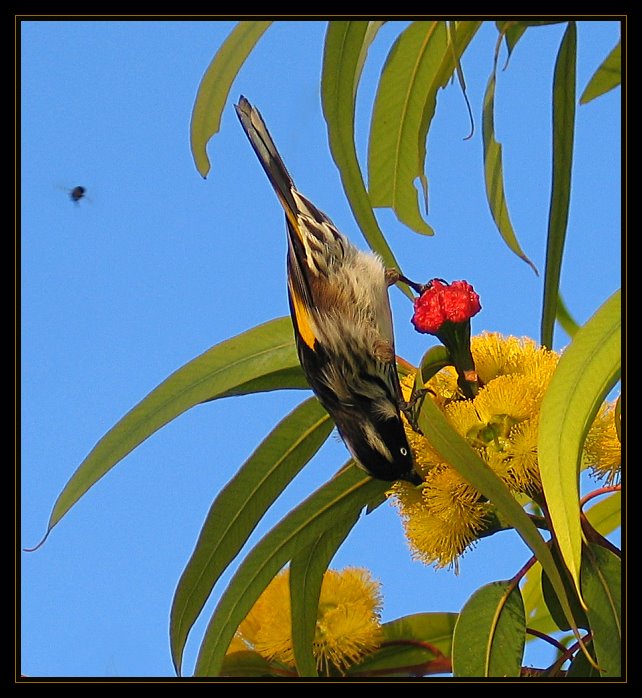 New Holland Honeyeater