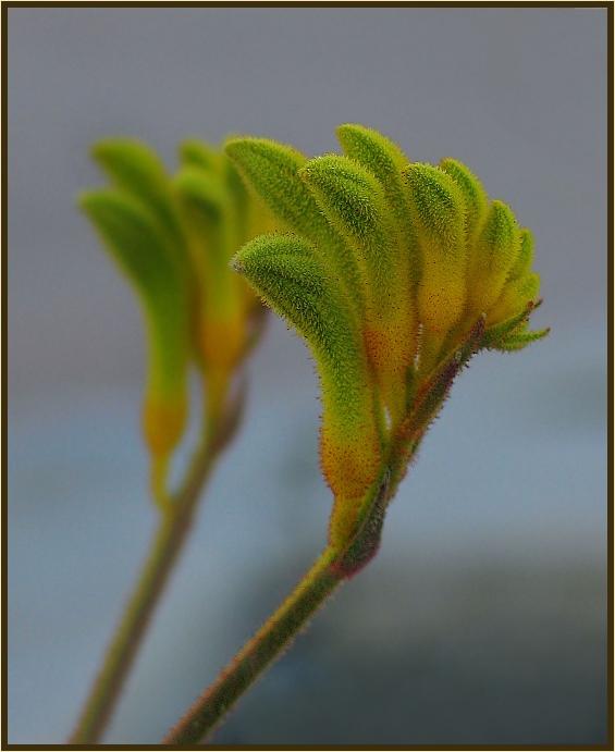 Kangaroo paw (Anigozanthos flavidus)