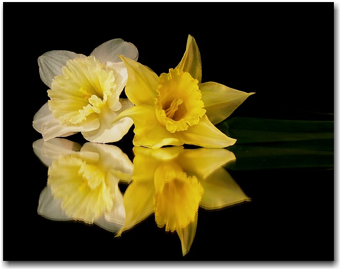 Narcis